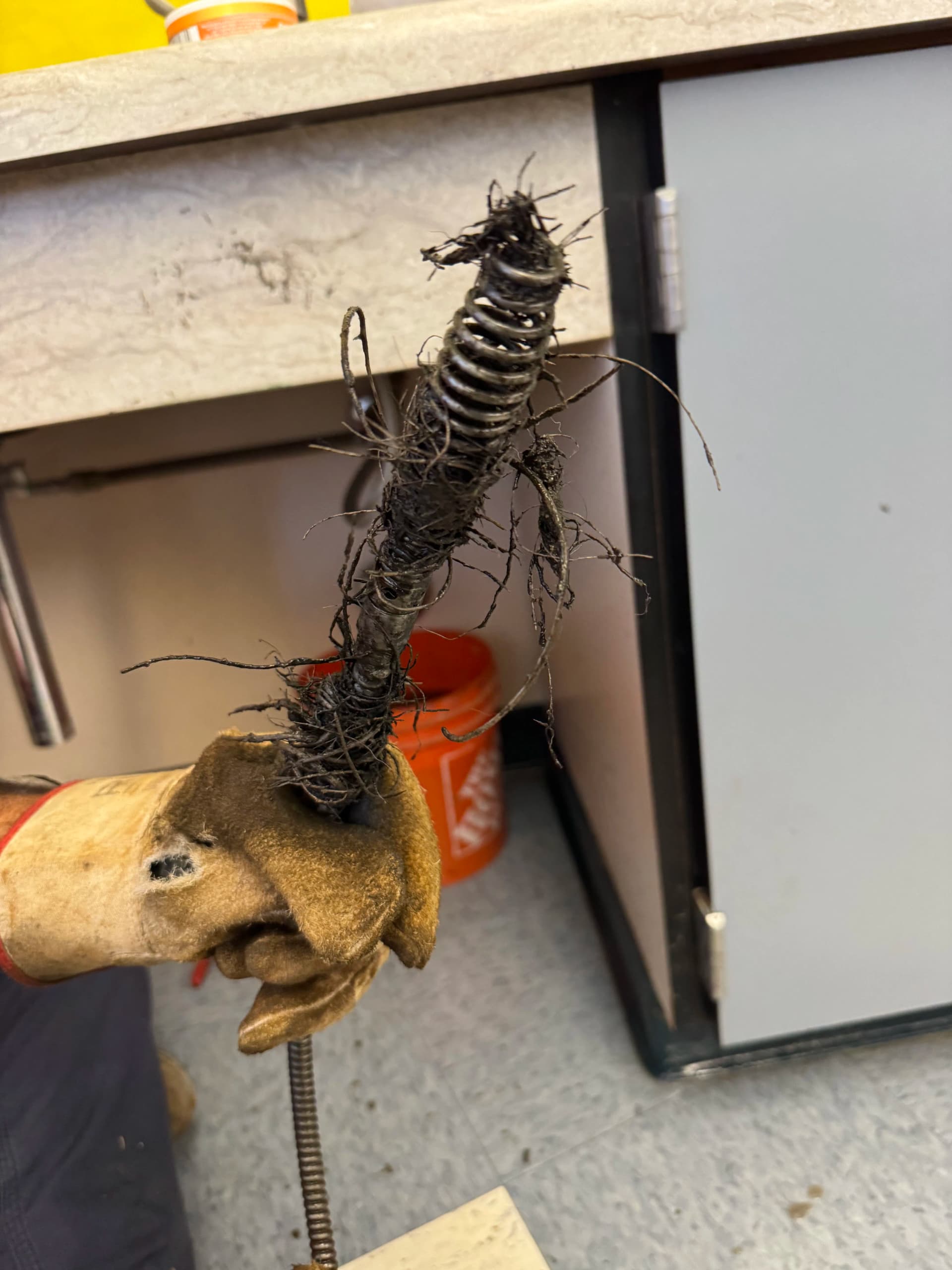 Tree Roots Found Growing Inside a Kitchen Drain Line image